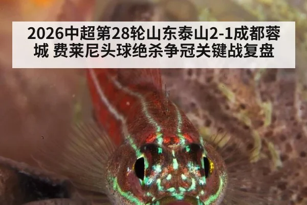 2026中超第28轮山东泰山2-1成都蓉城 费莱尼头球绝杀争冠关键战复盘